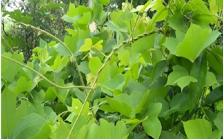 七夕寵妻狂魔就選它！二月風(fēng)雙有機(jī)野生葛根粉，健康又有文化味 