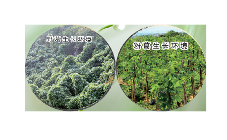 高學(xué)歷養(yǎng)生黨親測(cè)：這款雙有機(jī)野生葛根粉，憑什么成日常優(yōu)選？?