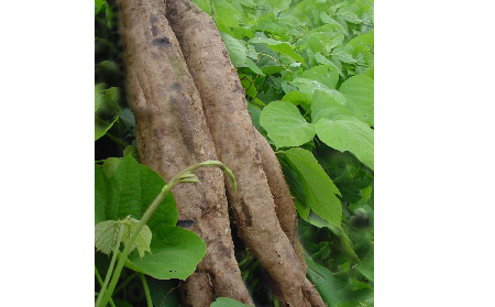 長期吃葛粉是養(yǎng)生還是傷身？科學(xué)解讀它的三大益處，讓你吃得更明白！