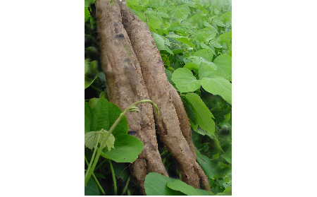 正宗的野生葛根粉，本質(zhì)是淀粉嗎？探秘千年本草中的自然饋贈