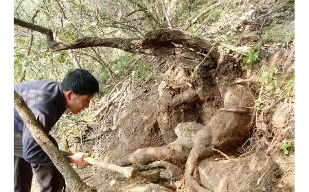 藏在隨州深山里的自然饋禮：二月風(fēng)有機(jī)野生葛根粉，守護(hù)孩子純粹成長